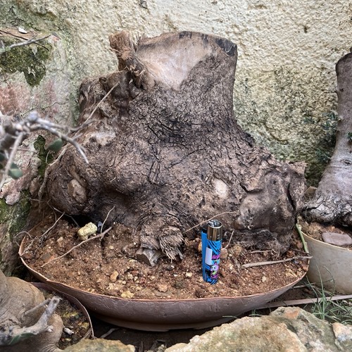 Bonsai ulivo olea - ,