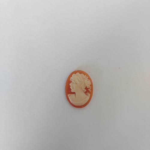 Cammei camei cameo - camei, conchiglia
