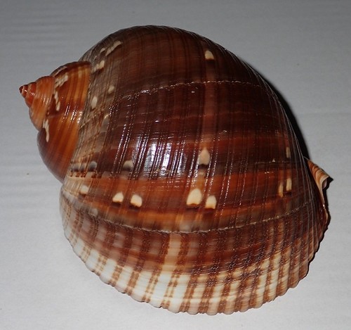 140 huge tonna chinensis - huge,