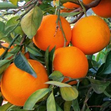 PIANTA DI ARANCIO BRASILIANO