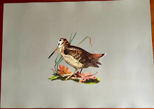  " BECCACCIA " EDITORIALE OLIMPIA - CACCIA - VENATORIA ROBERTO LEMMI STAMPA