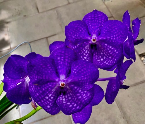 Vanda deep blue - blue, master