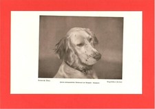 Setter inglese (Heinrich Abel) 1921/22 - [BS-416]