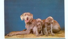 DOG-WEIMARANER MOTHER AND