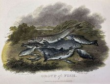 GROUP OF FISH NATURA MORTA