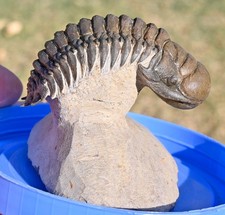 Trilobite ben preparato
