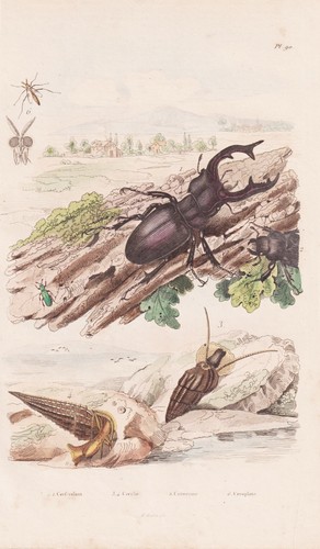 Cervo volante cozze lumache - cervo,