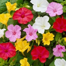 MIRABILIS JALAPA MIX 4 MARMI