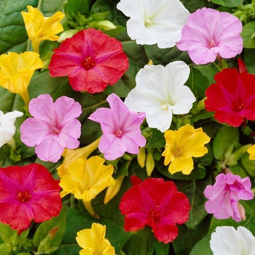 Mirabilis jalapa mix marmi - mirabilis,