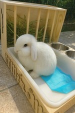 Porta Fieno + Fieniera + Lettiera per Conigli in Legno Non Trattato.