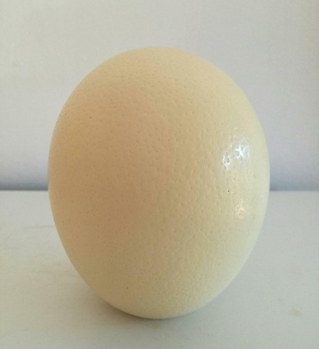 Ostrich eggs shell - eggs, plain