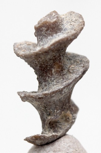 Archimede vite briozoa - vite,