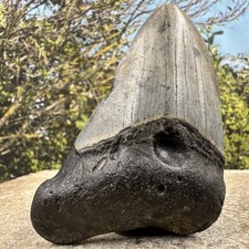 Carcharodon Megalodon Fossil