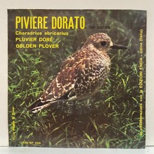 Golden plover piviere - -,