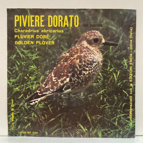 Golden plover piviere - golden,