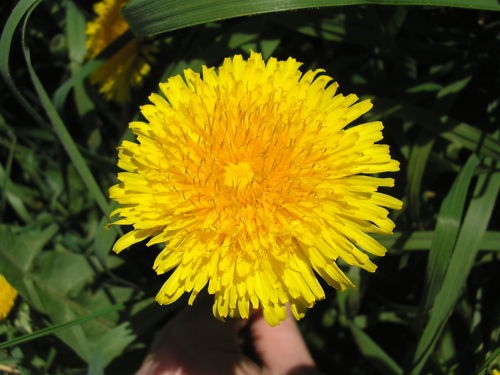 Graines de - graines,