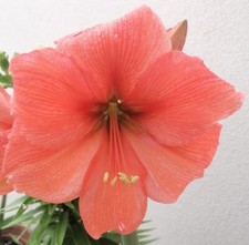 n.1 pianta di Amaryllis