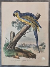 Ornitologia ARARA TURCHINO E GIALLO Petraroia Boschi XIX sec. Atlante Zoologico