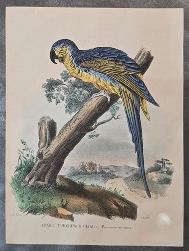 Ornitologia arara turchino - ornitologia,