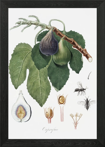 Fig fico pomona itali - fico,