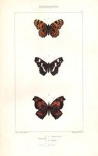 Farfalle Vanessa stampa antica acquarellata d' epoca 1864