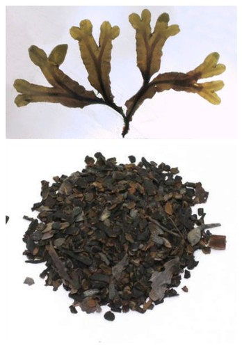 Fucus alga tallo - alga, tisana