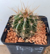 Carnegia gigantea, Saguaro