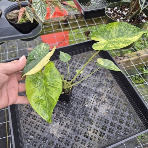 Alocasia macrorrhiza schock - alocasia,