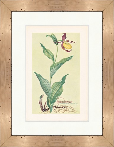 Scarpa donna cypripedium - scarpa,