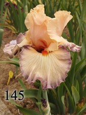 1 rizoma di Iris Germanica