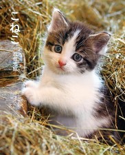 Collezione fotografica gattini