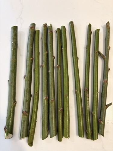 Austree hybrid willow - 20,