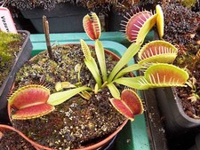 Dionée muscipula " GJ