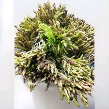 Asparagi Selvatici Di Macchia