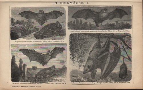 Litografia 1902 pipistrelli - 1902:,