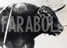 Foto vintage Spagna, Jerez, toro senza un corno, anni 60, stampa 18x13 cm