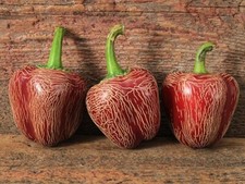 20 semi di Peperoncino