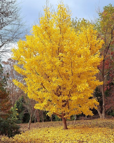 Ginkgo biloba pianta vaso - biloba,