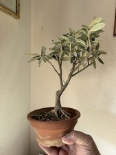 Ulivo Con Frutti - Bonsai shohin - Olea Europea