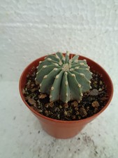 Geohintonia mexicana 3,5 cm we Ariocarpus cactus cactus Rebutia