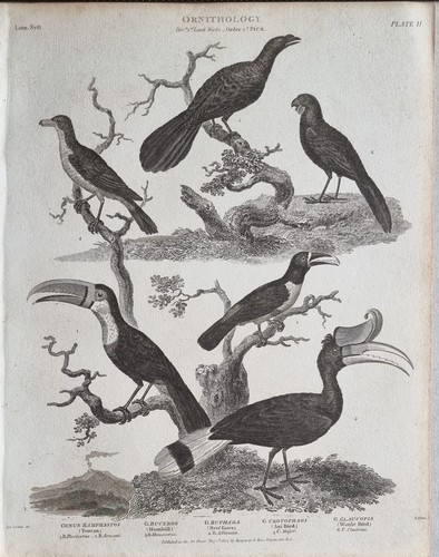 1804 datato antico uccello - datato,