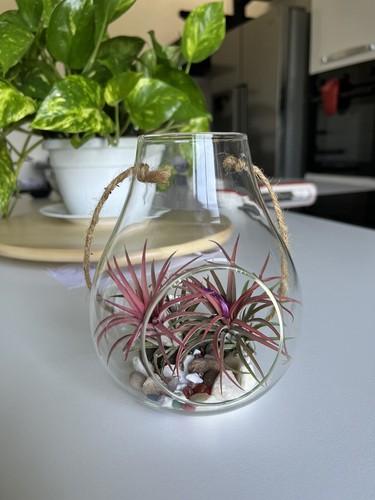 Piante interno tillandsia - piante,