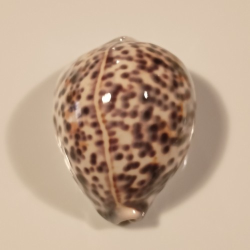 Ciprea tigris gocce di - ciprea,