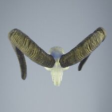 617MU Trofeo di caccia di muflone, corna 76-76cm C.22cm IT