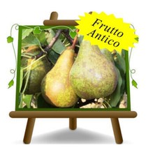 Peri Conference Pianta da