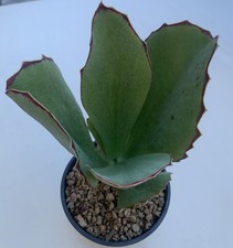 ?Vaso Con Pianta Grassa kalanchoe Sinsepala