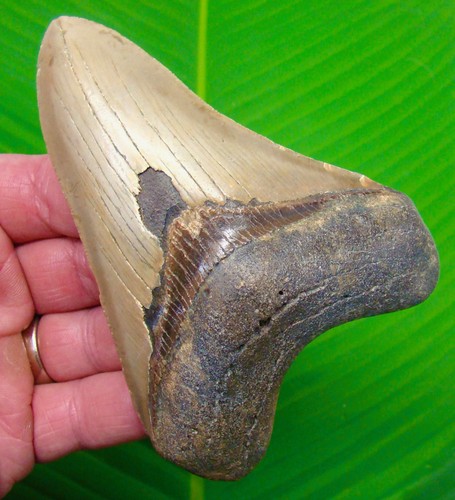 Dente squalo megalodonte - dente,