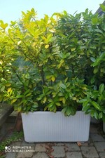 piante di lauro ceraso in vaso di resina 90 cm