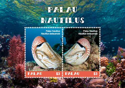 Palau 2018 nautilus shell - -,