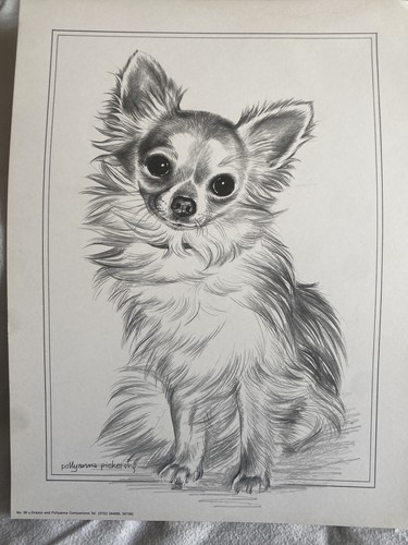Pollyanna pickering chihuahua - pollyanna,